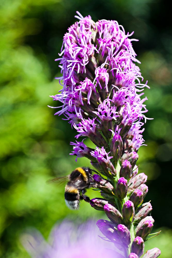 Im eigenen Garten