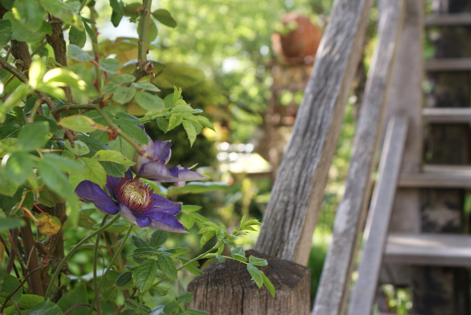 Im eigenen Garten 