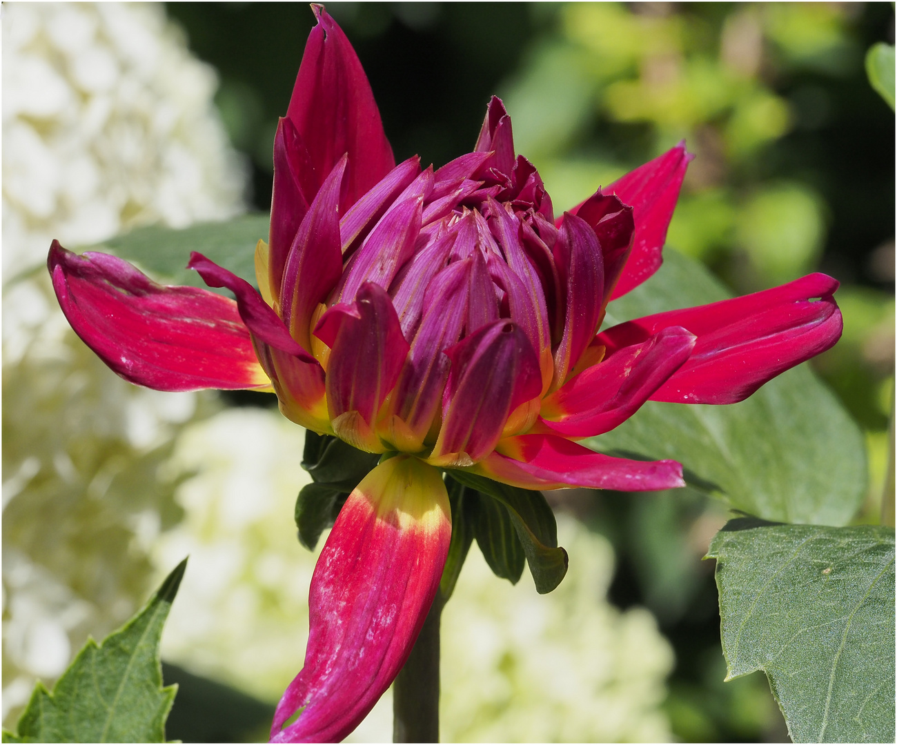 im eigenen Garten die erste aufblühende Dahlie