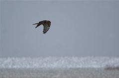 Im eiligen Fernflug