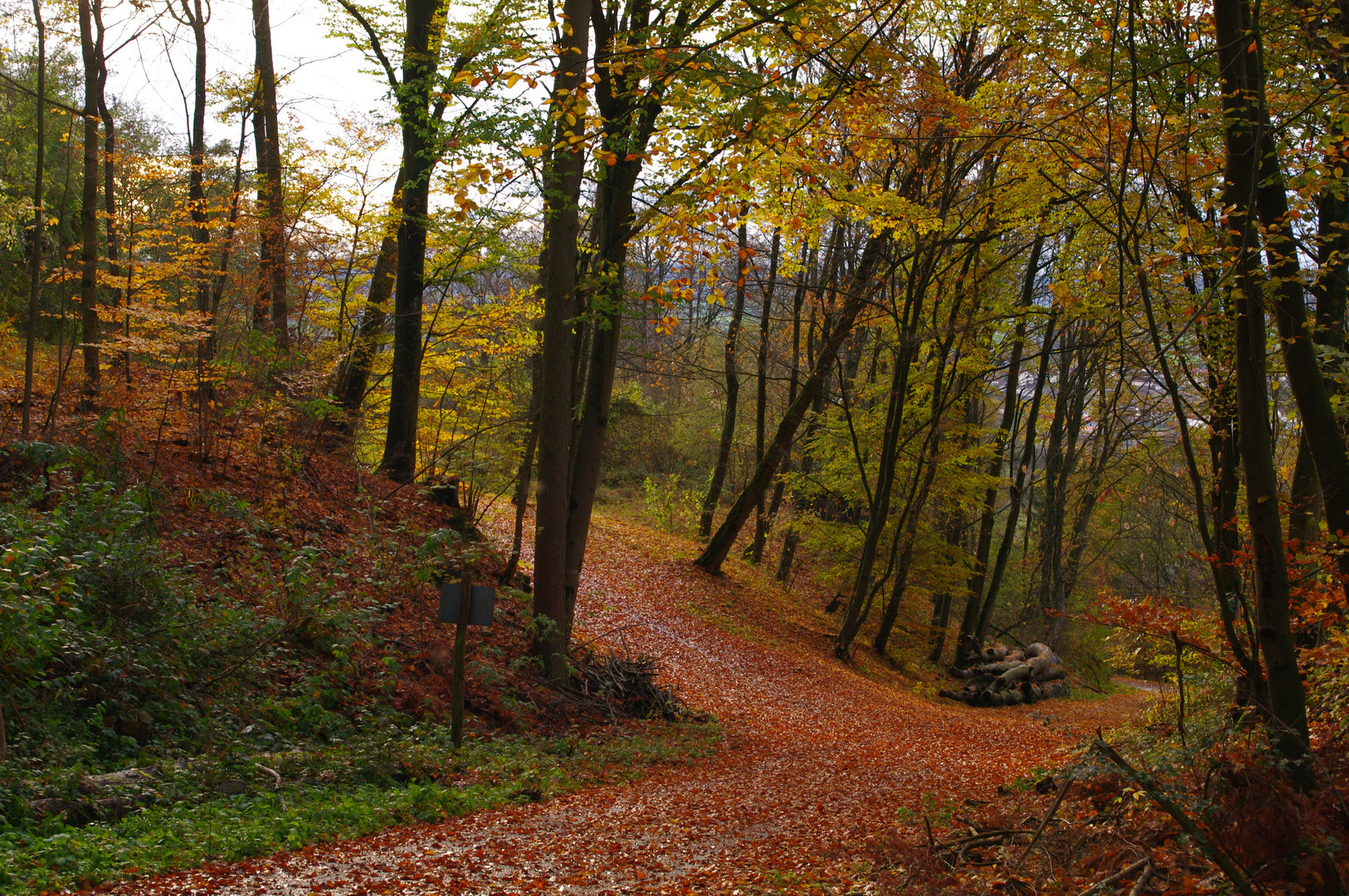 Im Einkornwald