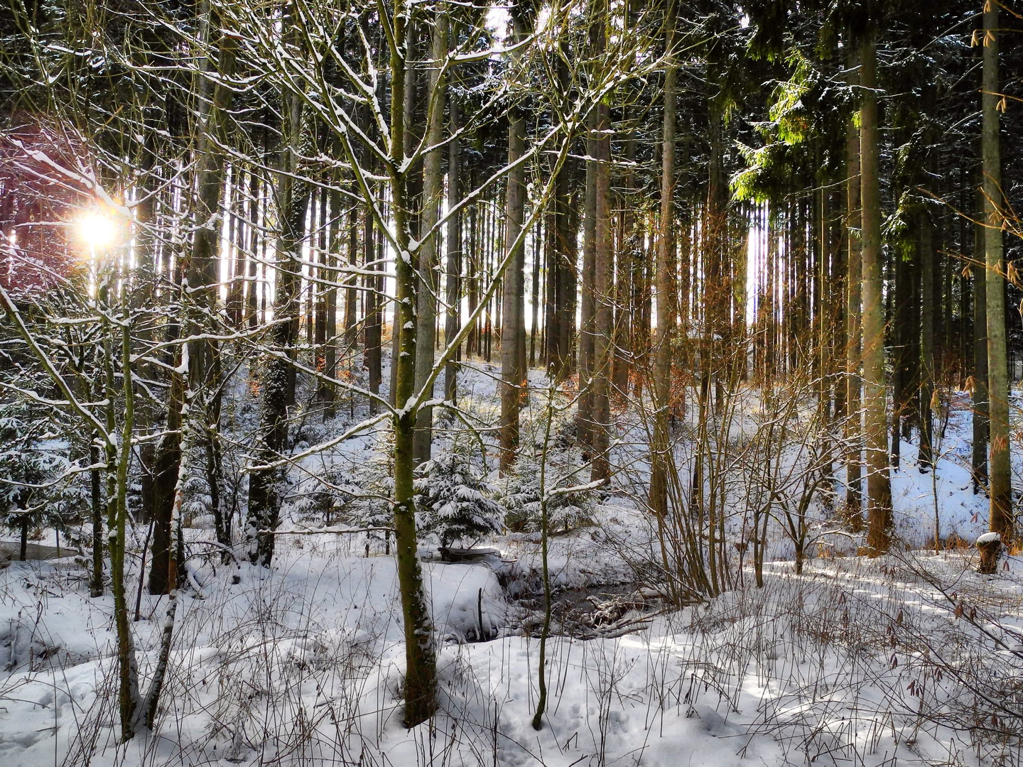 Im Eisenbach-Wald