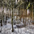 Im Eisenbach-Wald