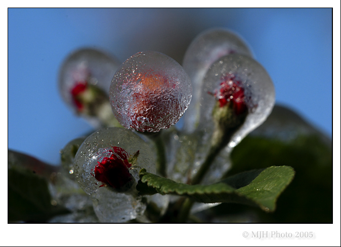 Im Eisgarten II