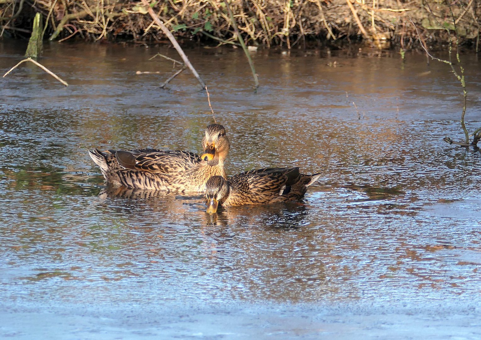 Im eisigen Wasser