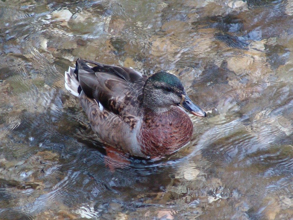 Im eiskalten Wasser