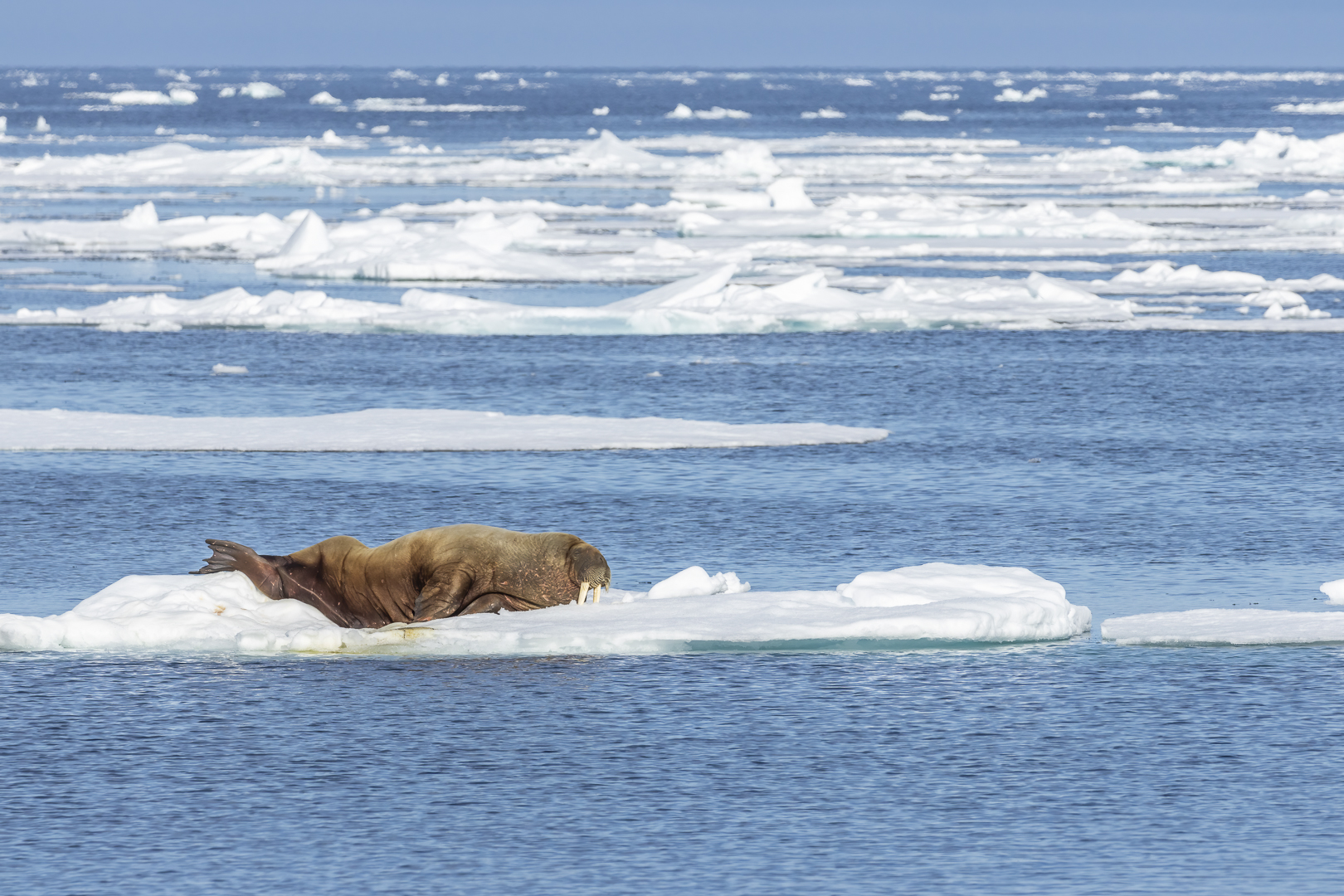 Im Eismeer....