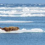 Im Eismeer....