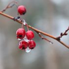 Im Eisregen vereint