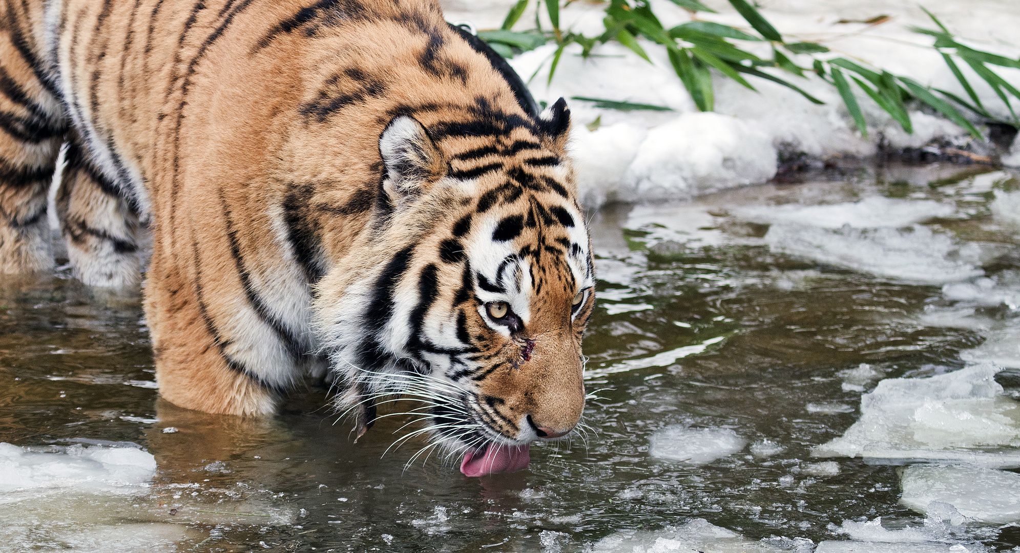 Im Eiswasser ............