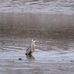 im Elbe-Seitenarm mit Schlick 