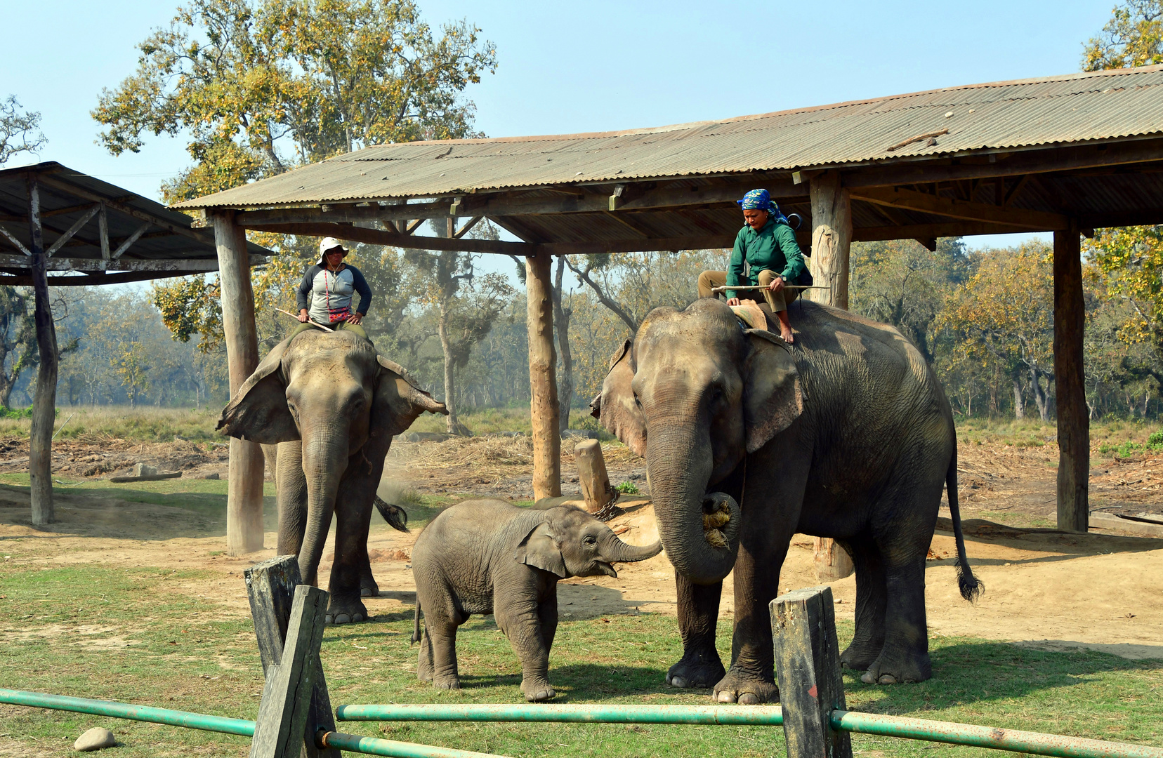 Im Elephant Breeding & Training Center im Chitwan Nationalpark