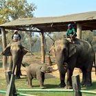 Im Elephant Breeding & Training Center im Chitwan Nationalpark