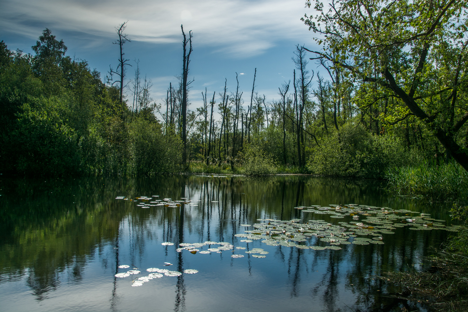 Im Elmpter Schwalmbruch/ Schwalm Nette Naturpark