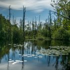 Im Elmpter Schwalmbruch/ Schwalm Nette Naturpark