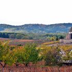 Im Elsass: Farbenfrohe Weinberge