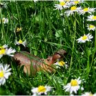 Im elterlichen Garten entdeckt