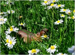 Im elterlichen Garten entdeckt