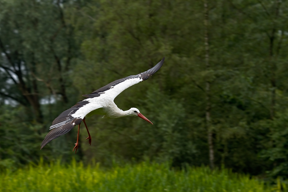 Im Endanflug auf...