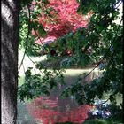 Im Englischen Garten