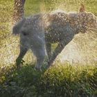 im englischen Garten von München.......pooh         vorm Heimspiel......Hundewetter