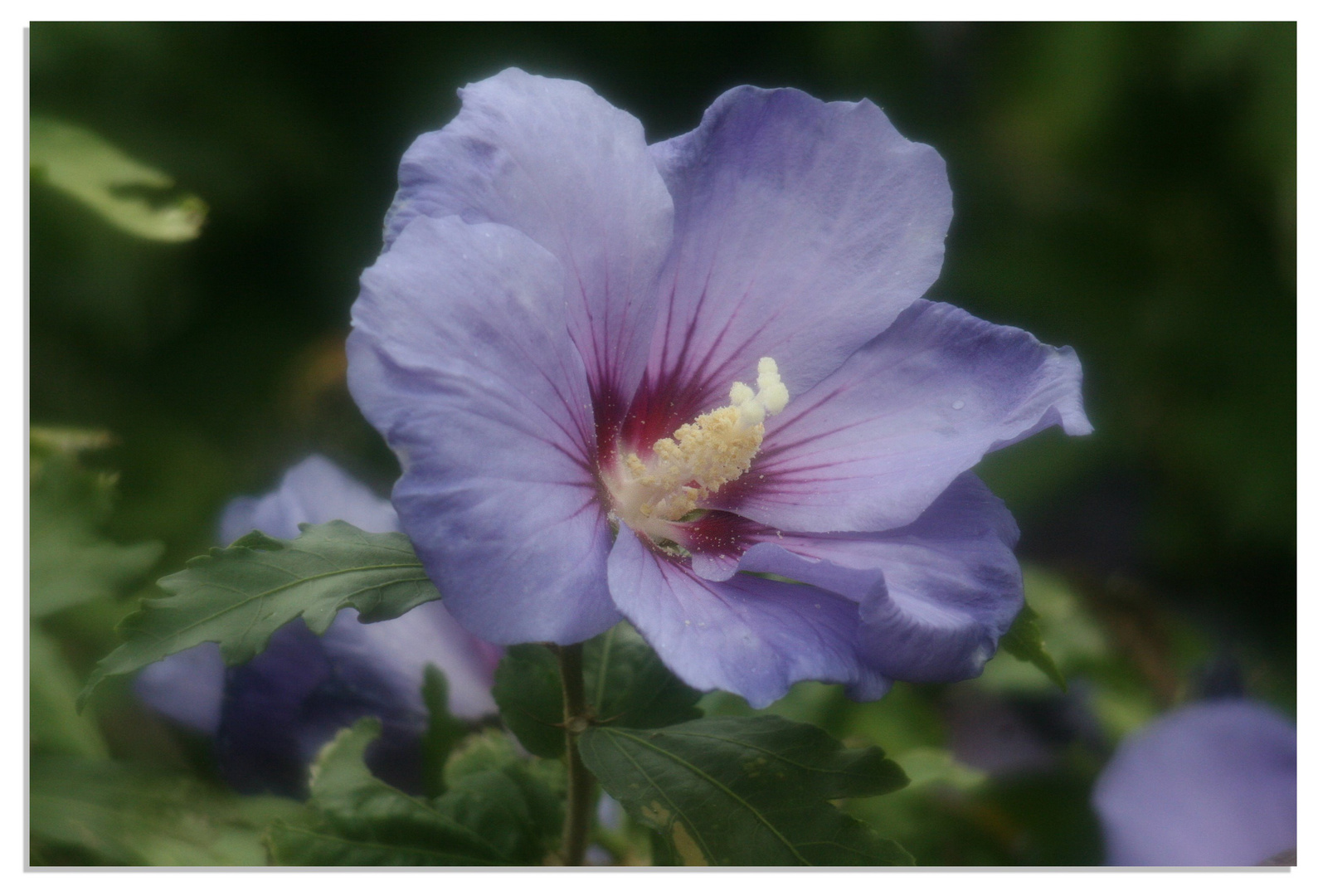 im englischen Rosengarten Glücksburg 3