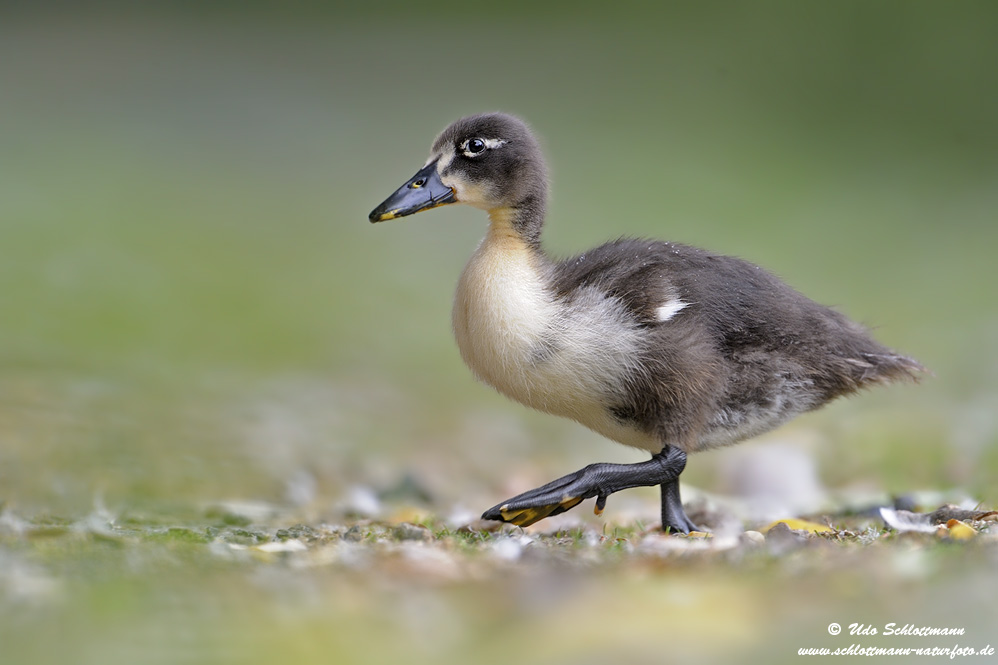 Im Enten"küken"schritt, marsch, marsch