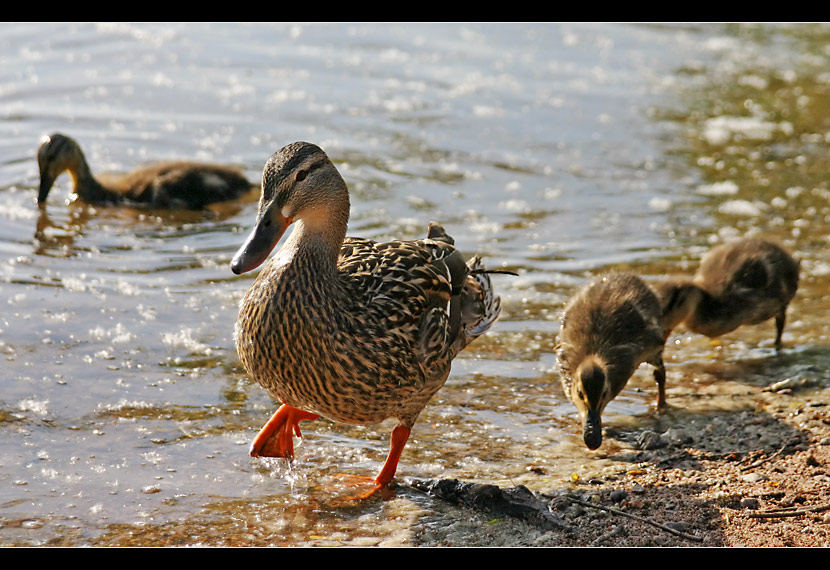 Im Entenmarsch [reloaded]