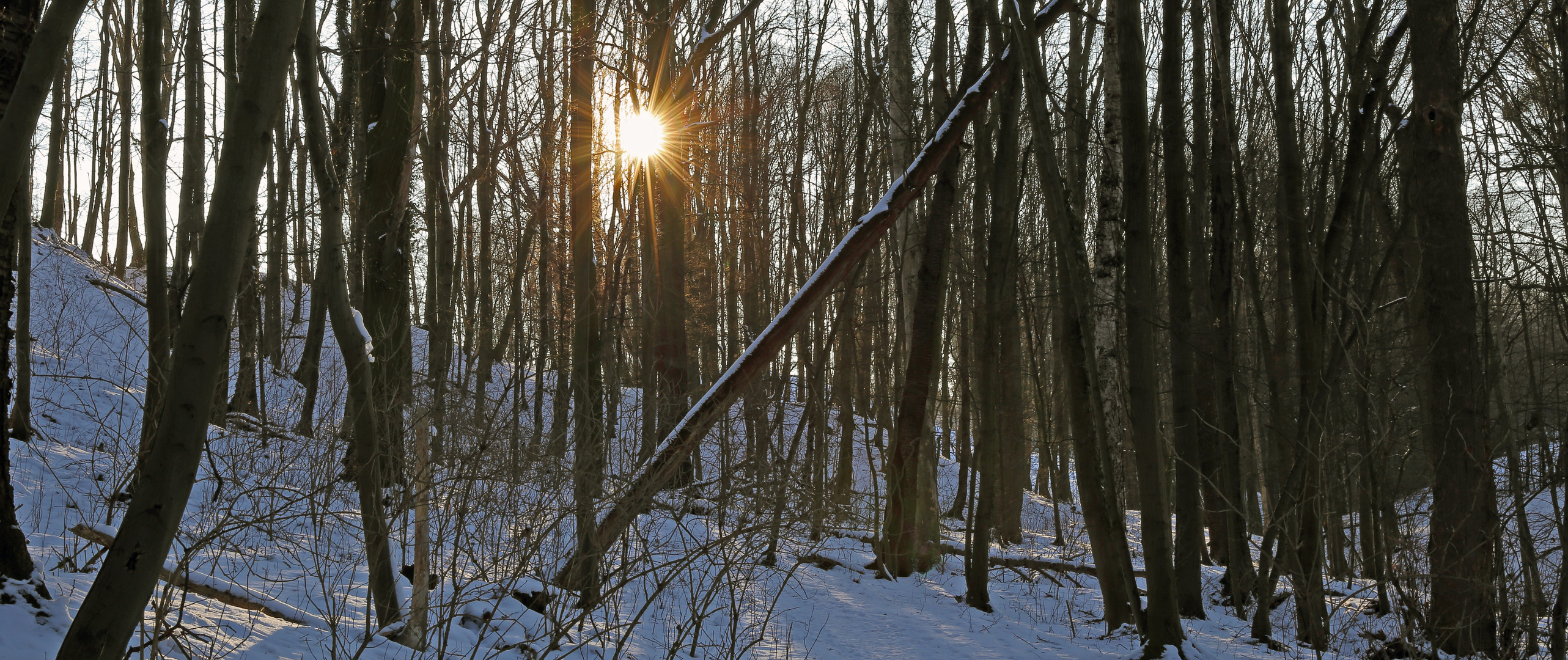 Im Erlen-Eschen Wald einem Naturschutzgebiet im Spargrund...