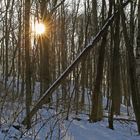 Im Erlen-Eschen Wald einem Naturschutzgebiet im Spargrund...