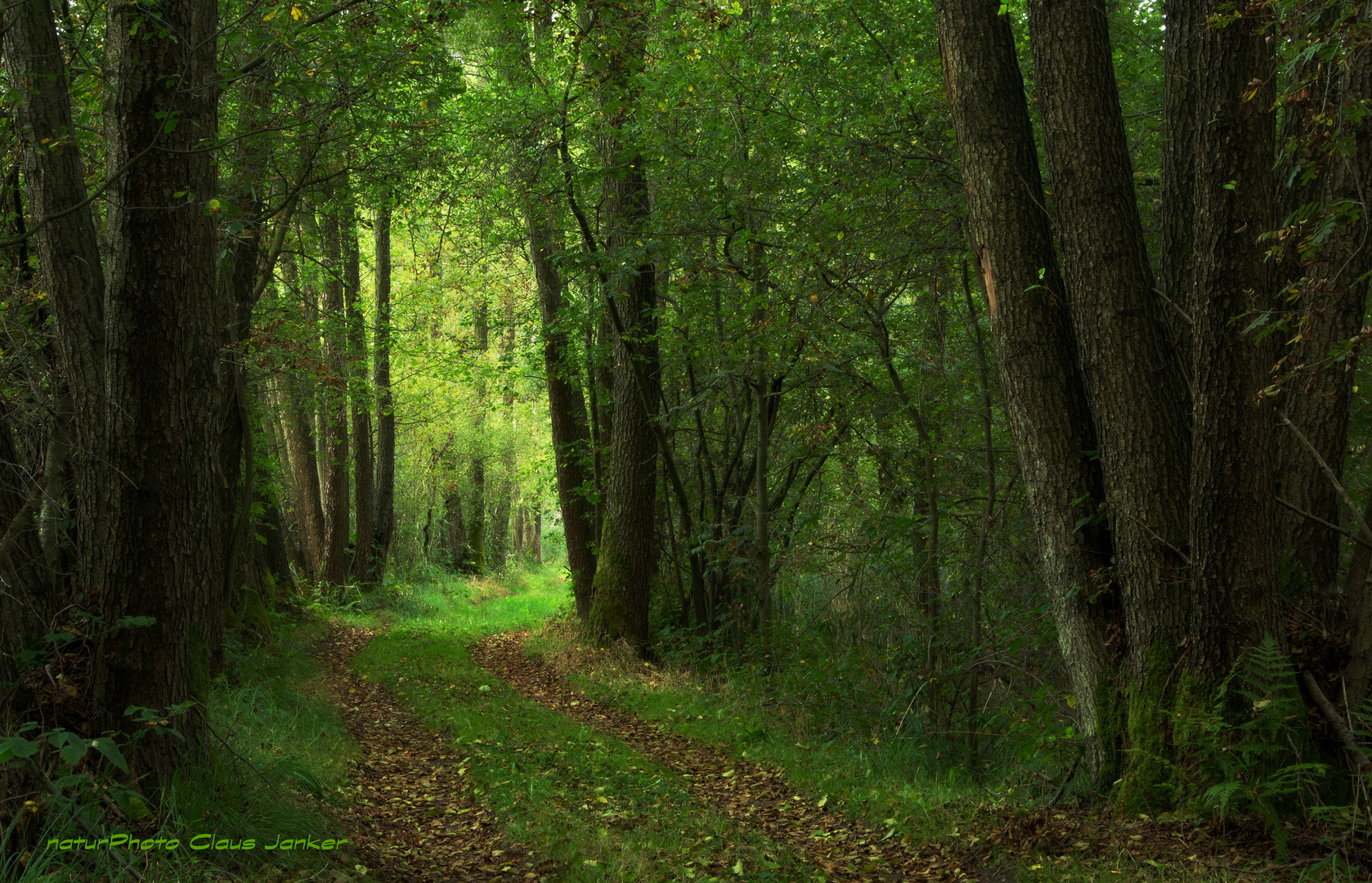 Im Erlenwald