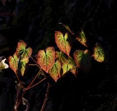 Im ersten Licht