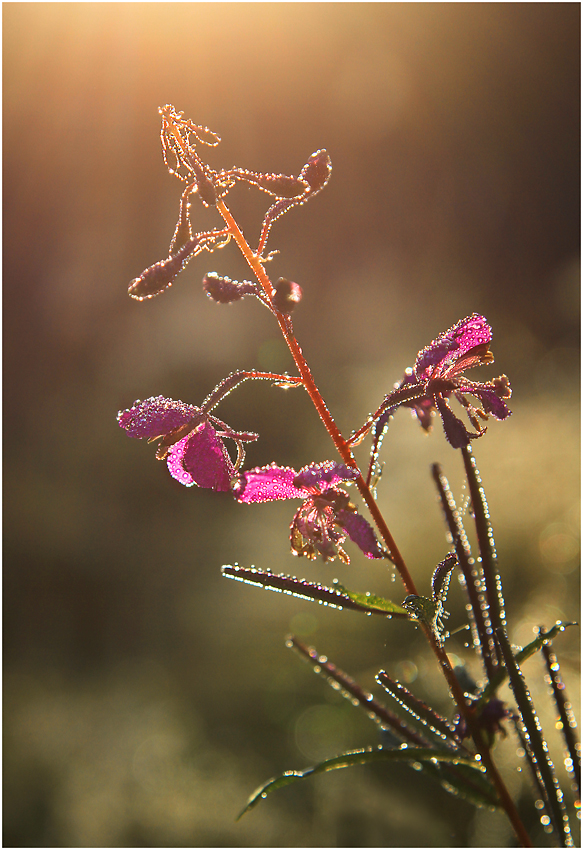 Im ersten Licht