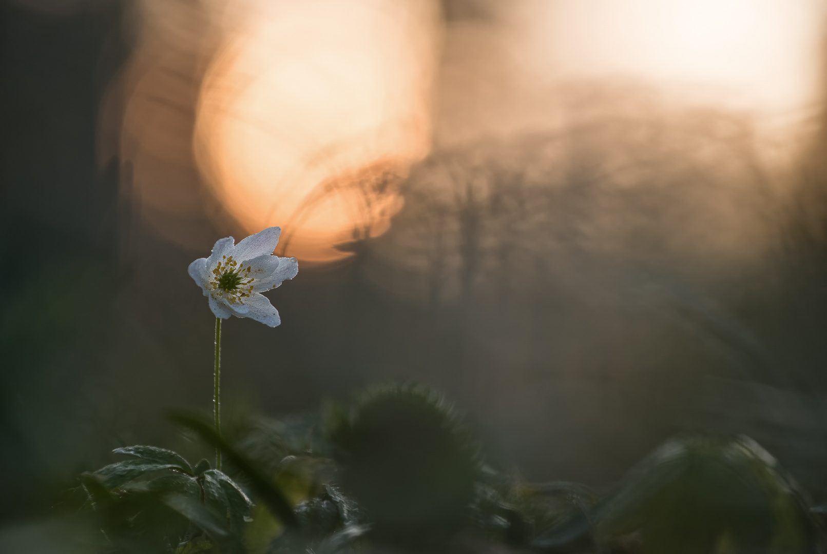 im ersten Licht des Tages