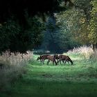 im ersten Licht- Kahlwild