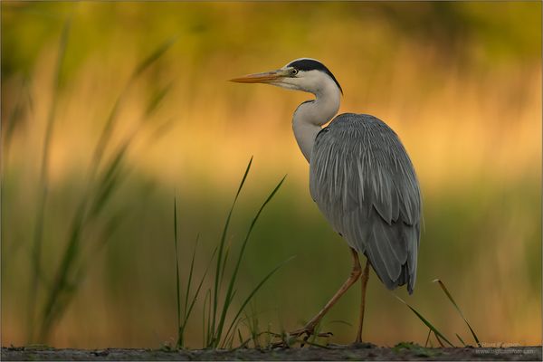 Im ersten Morgenlicht....