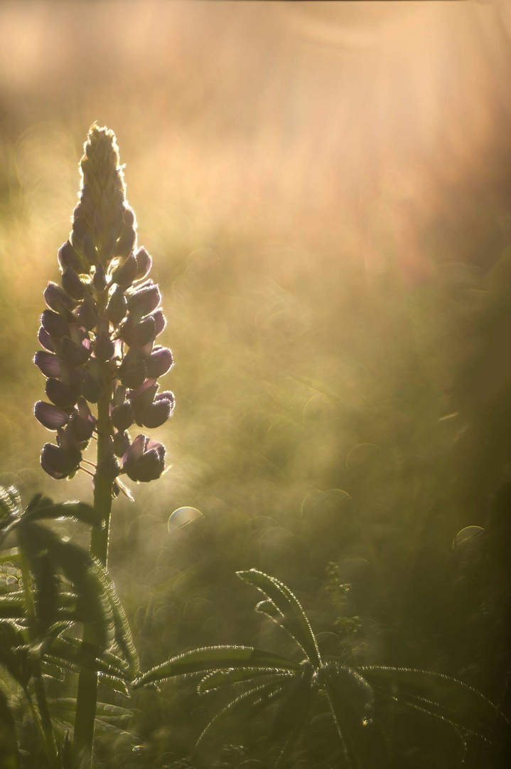 Im ersten Morgenlicht