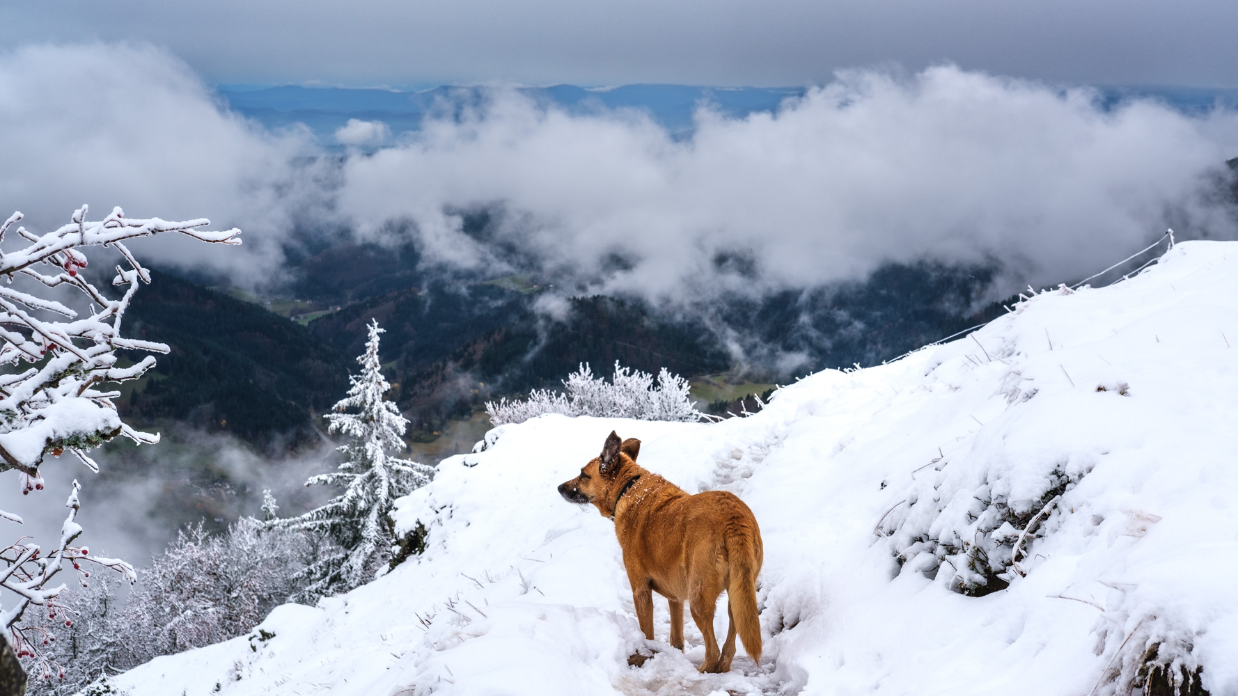 Im ersten Schnee