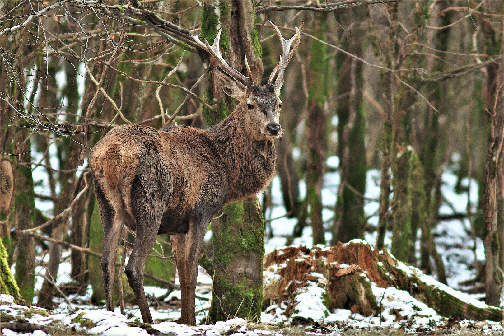 Im ersten Schnee !