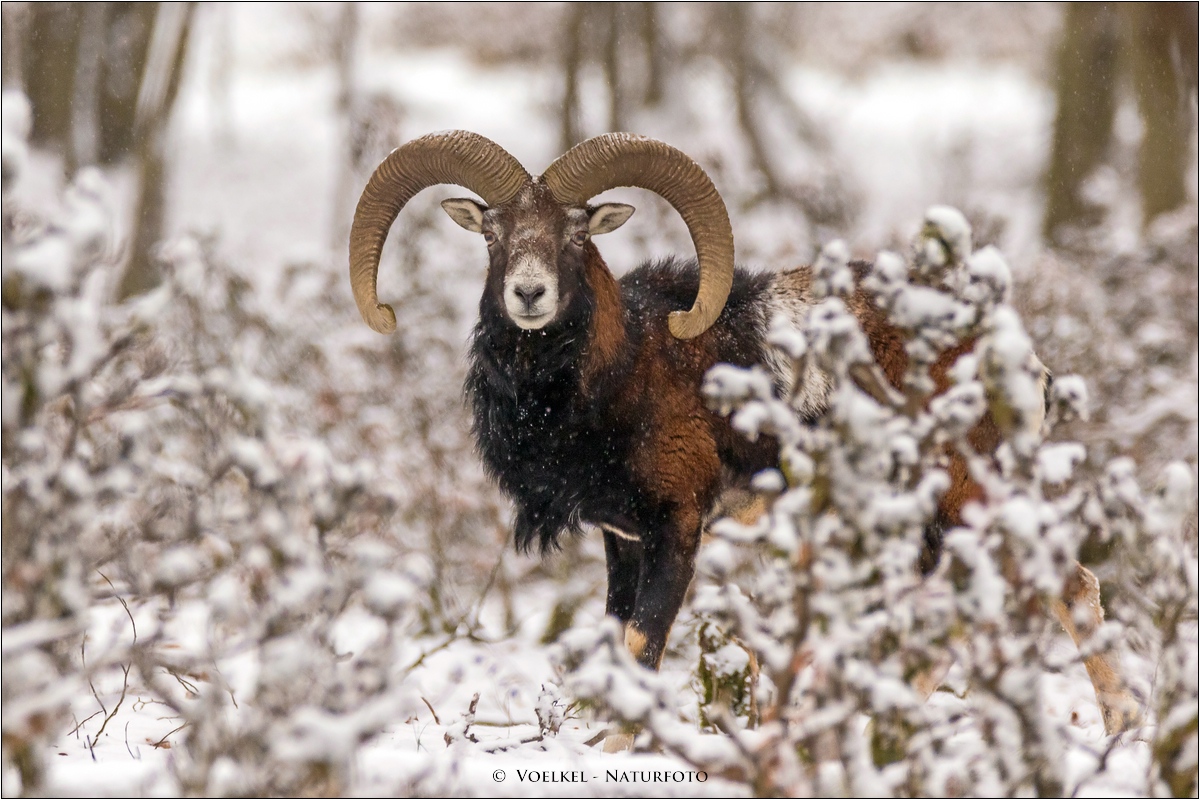 Im ersten Schnee des Winters