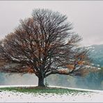 Im ersten Schnee