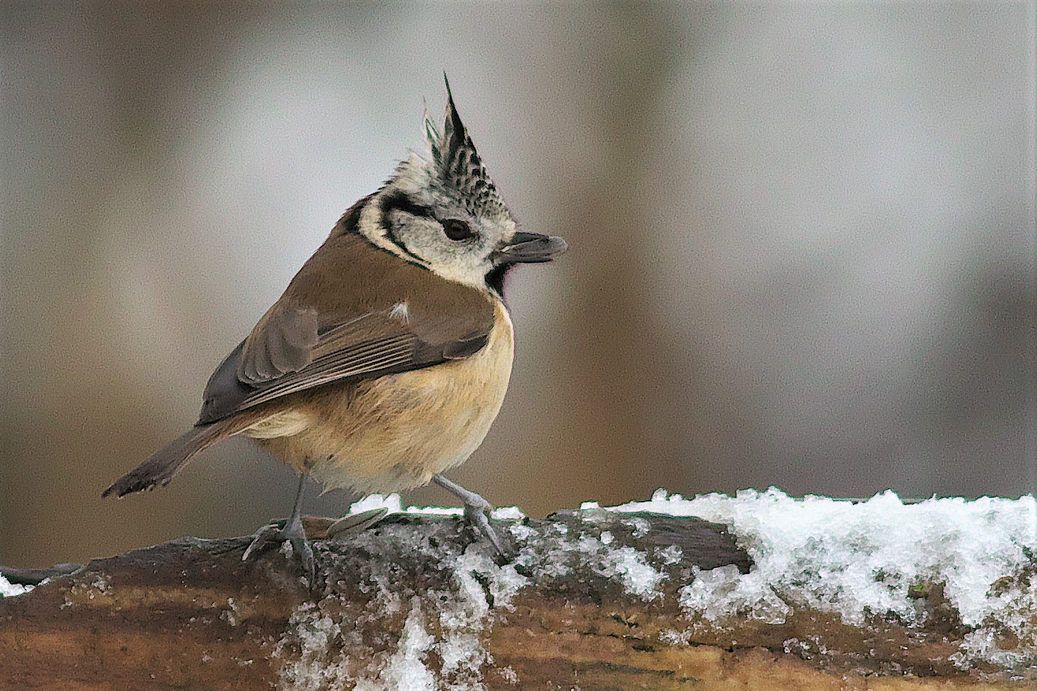 Im ersten Schnee / Haubenmeise