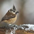 Im ersten Schnee / Haubenmeise