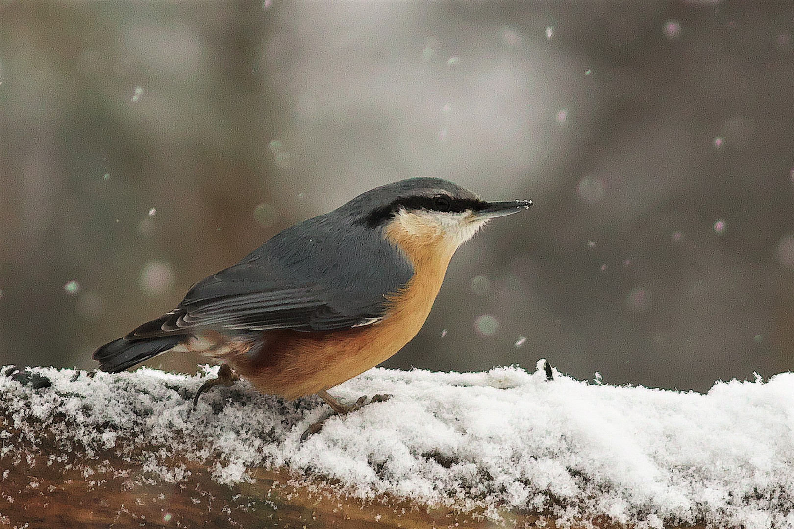 Im ersten Schnee / Kleiber