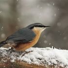 Im ersten Schnee / Kleiber