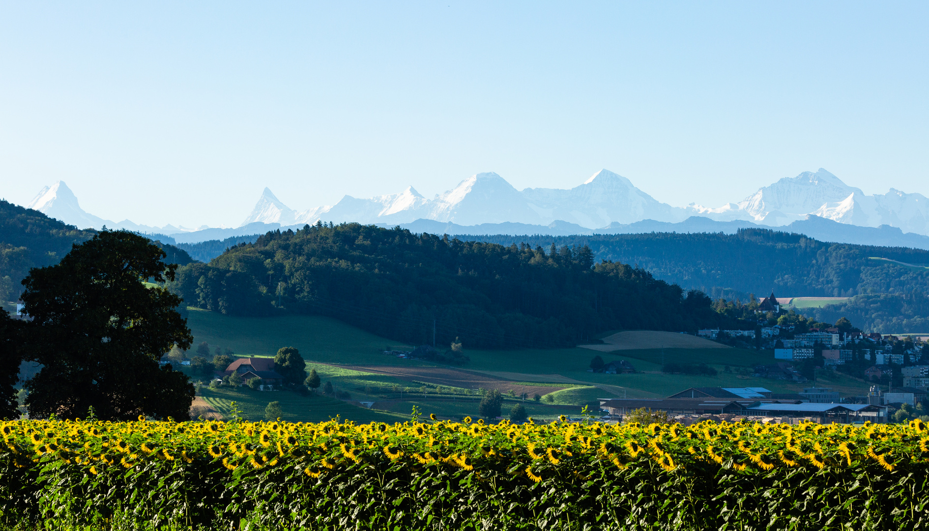 Im ersten Sonnenlicht