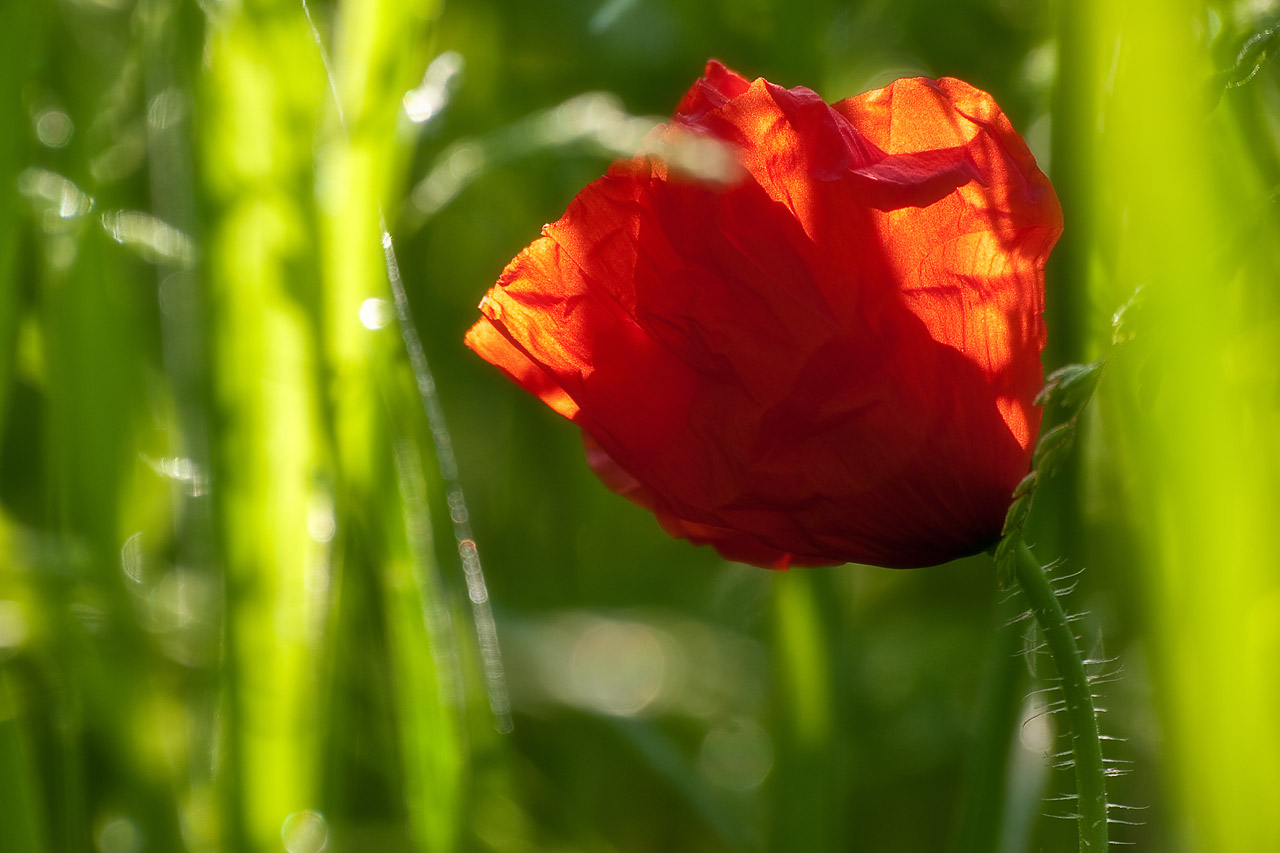 im ersten sonnenlicht...