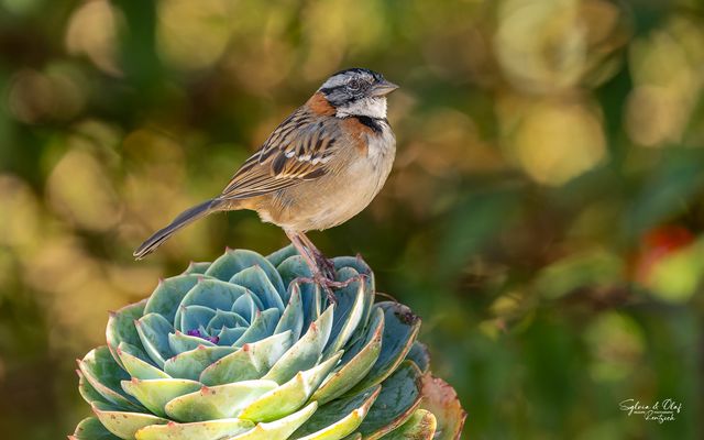 °°_Im erwachenden Licht_°°