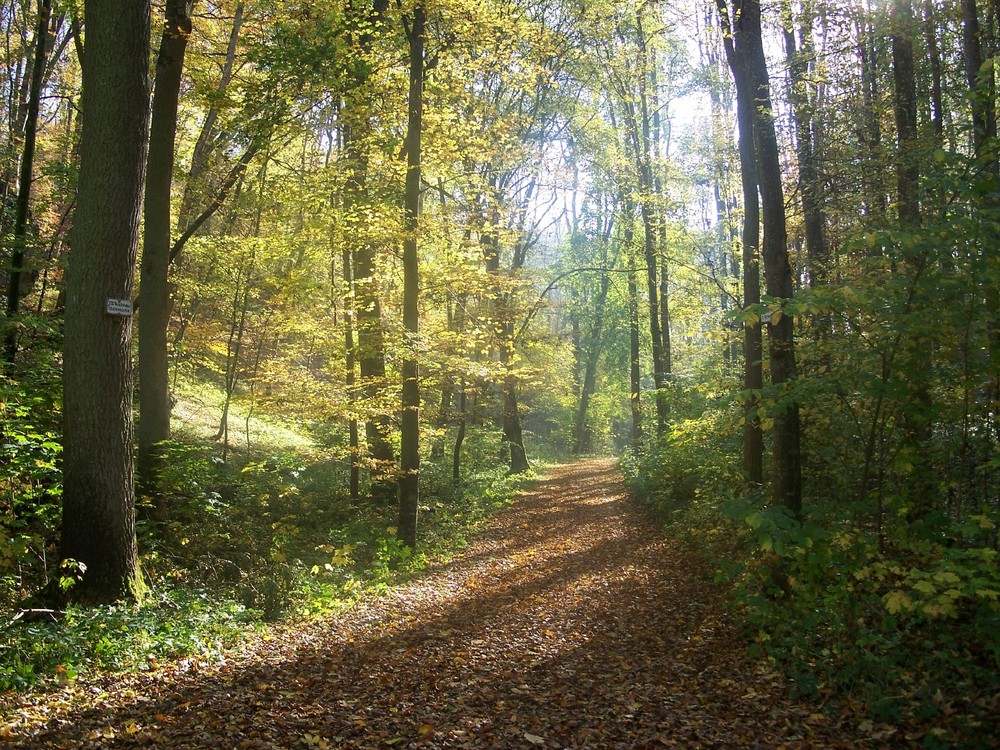 Im Eselsburger Tal