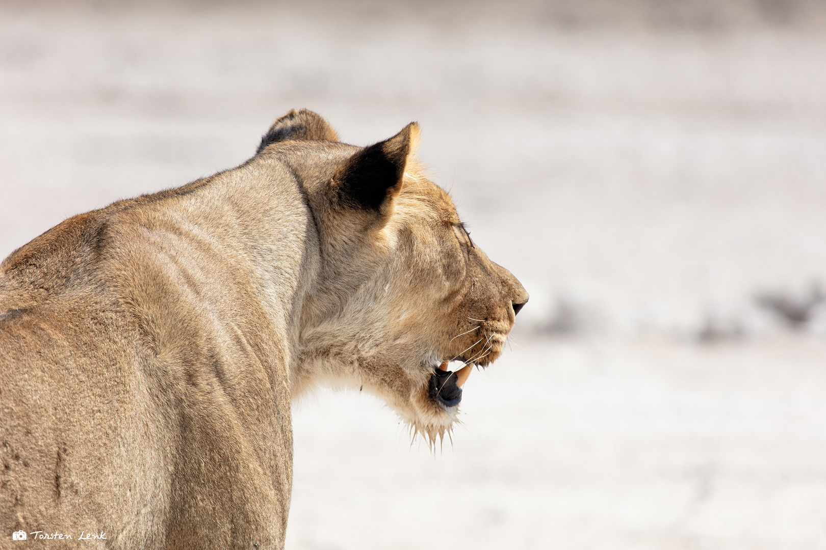 Im Etosha